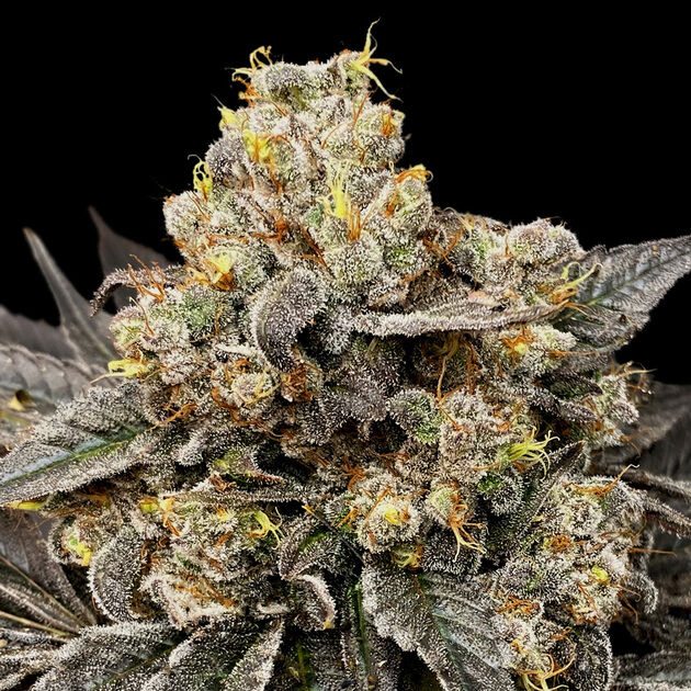 Biscotti Zkittlez feminised cannabis seeds by 00 Seeds for indoor and outdoor